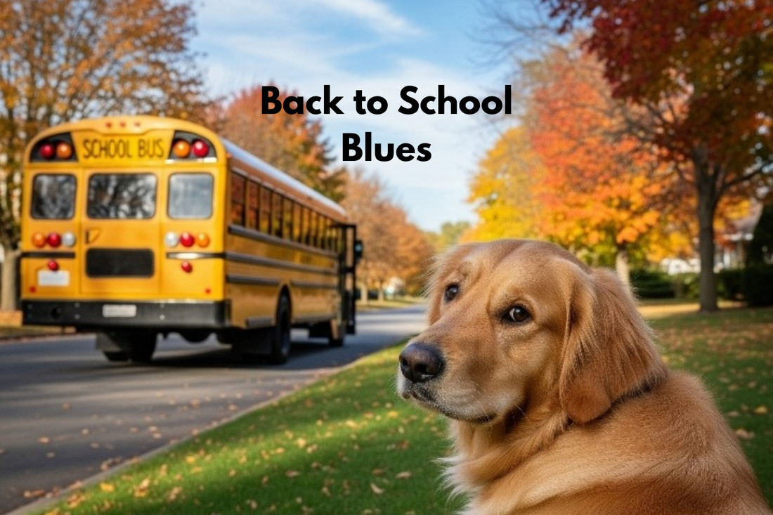 Back to School Blues: Helping Your Dog Adjust When the Kids Return to Class