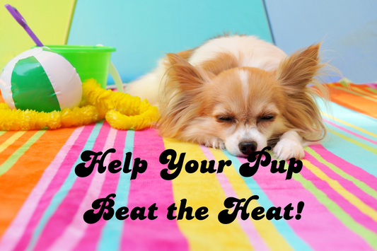 Summer Survival Guide - Help Your Pup Beat the Heat!