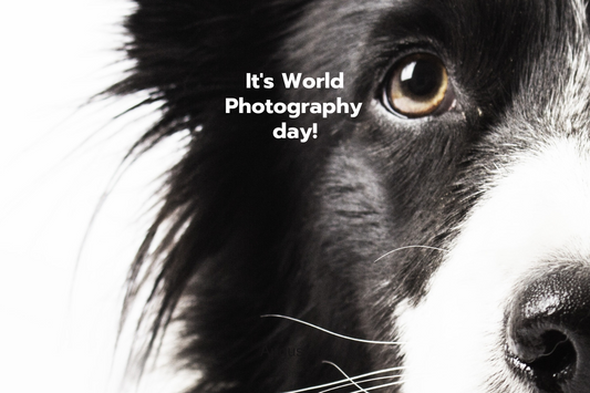 Paw-traits That Last a Lifetime: Celebrating World Photography Day With Your Dog 📸🐾