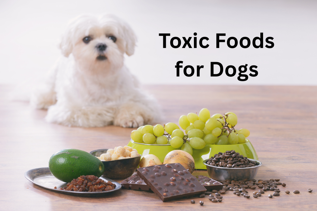 The Toxic Foods Your Dog Thinks Are Snacks (But Definitely Aren’t)