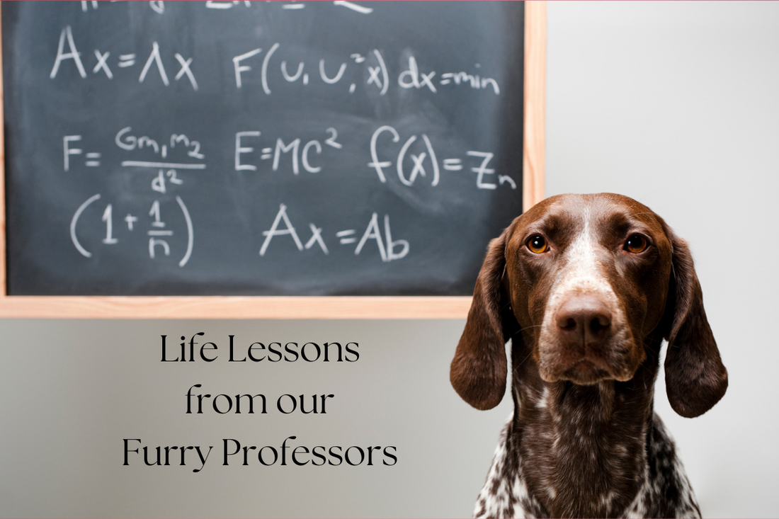 The Laws of Canine Living: A Dog’s Guide to Pure Happiness