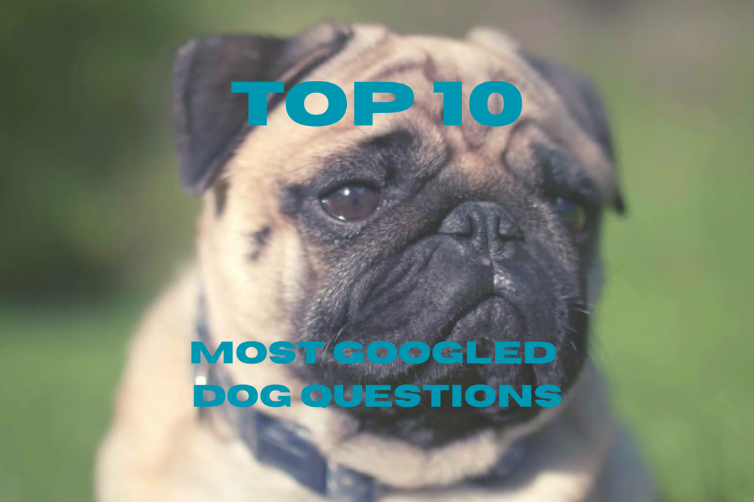 The Top 10 Most Googled Dog Questions