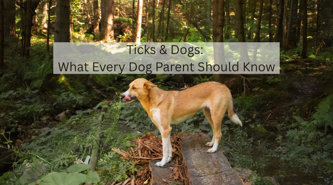 Ticks on Dogs: What Every Dog Owner Should Know