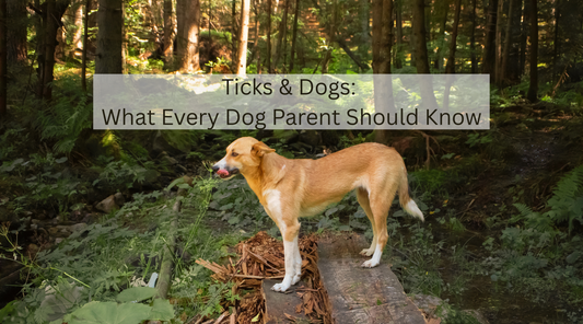Ticks on Dogs: What Every Dog Owner Should Know