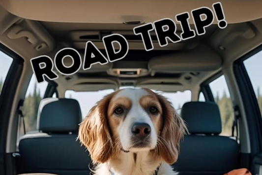 🚗🐶 Summer Road Trips with Dogs: A Comedy of Errors (and a Packing List