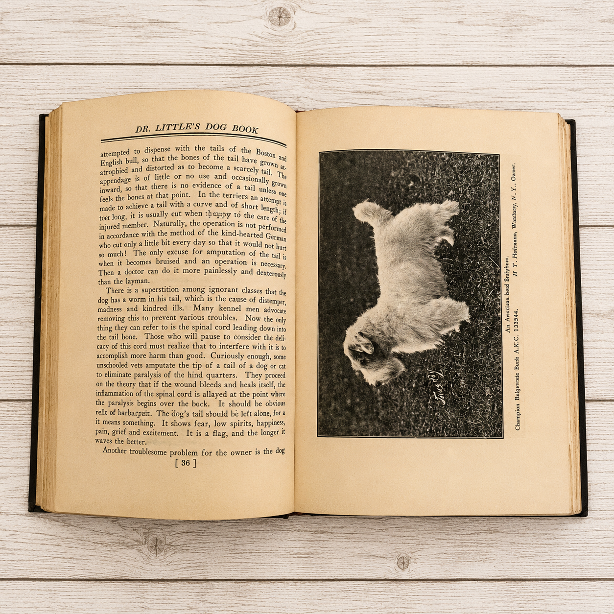 Dr. Little's Dog Book by George Watson Little, DMV 1937